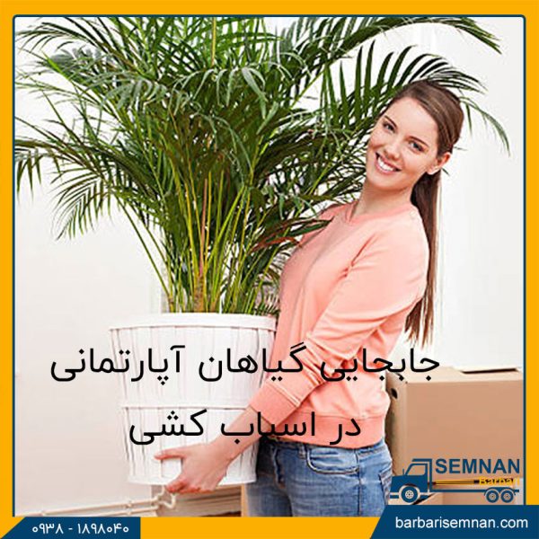 چگونه گیاهان آپارتمانی را جابجا کنیم؟