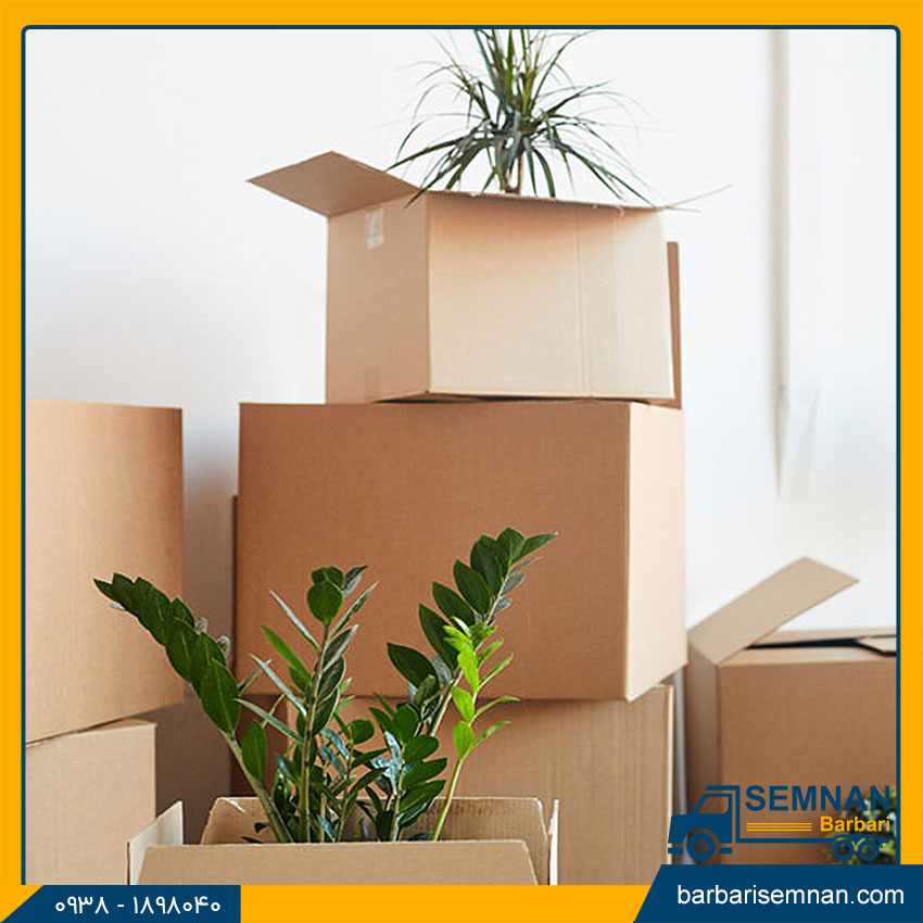 جابجایی گیاهان آپارتمانی در اسباب کشی 2 نحوه اصولی جا به جایی گیاهان آپارتمانی در اسباب کشی