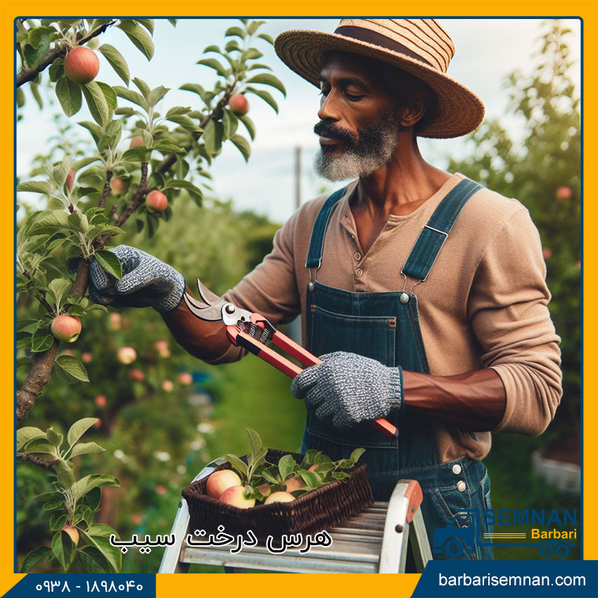 بهترین زمان برای هرس درختان 3 بدترین زمان هرس درختان چه زمانی است؟