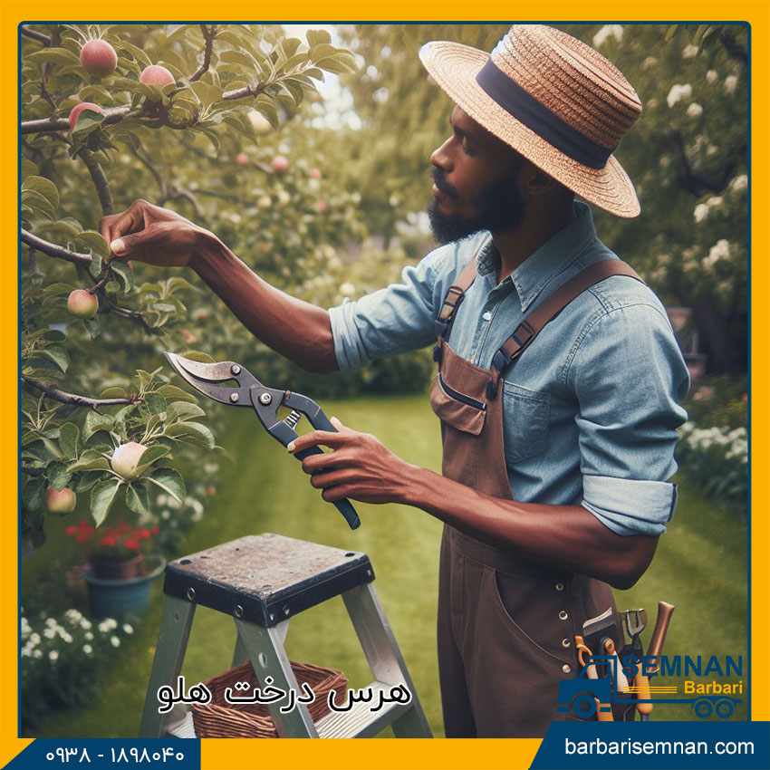 بهترین زمان برای هرس درختان 4 زمان مناسب برای هرس درخت هلو